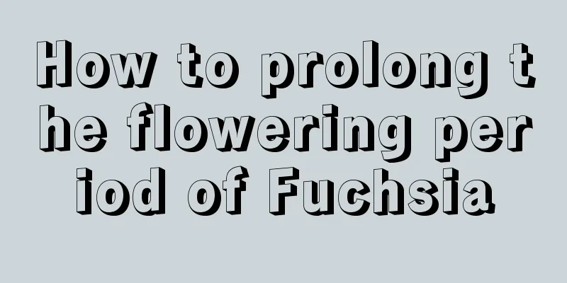 How to prolong the flowering period of Fuchsia