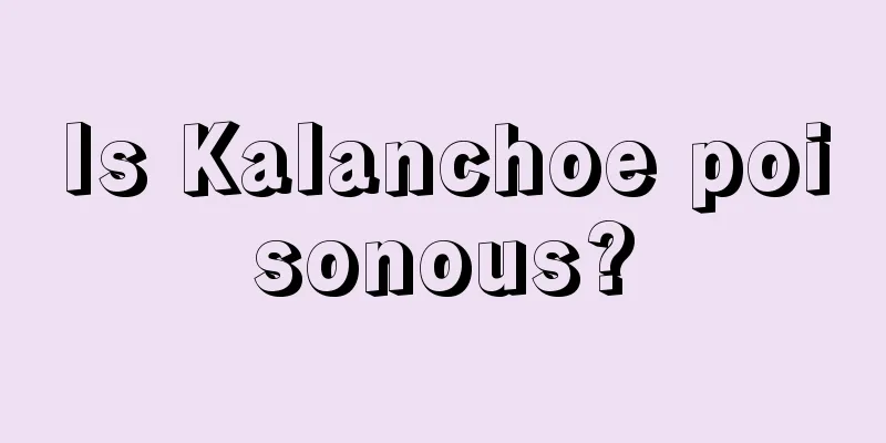 Is Kalanchoe poisonous?