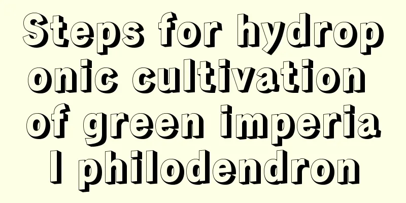 Steps for hydroponic cultivation of green imperial philodendron