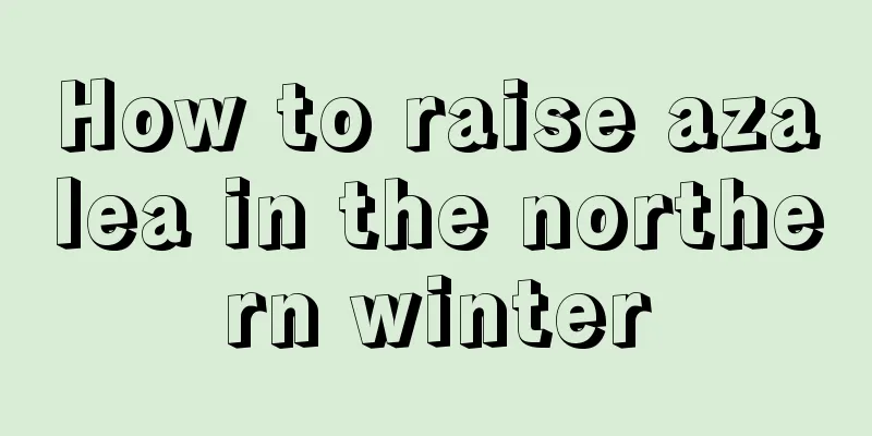 How to raise azalea in the northern winter