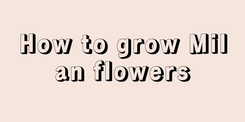 How to grow Milan flowers