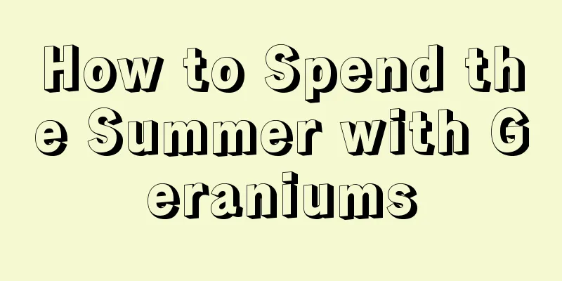 How to Spend the Summer with Geraniums