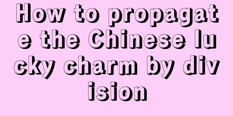 How to propagate the Chinese lucky charm by division