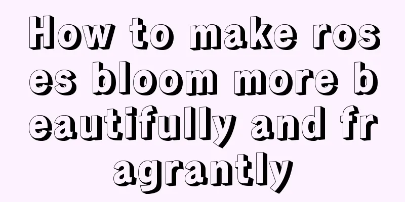 How to make roses bloom more beautifully and fragrantly