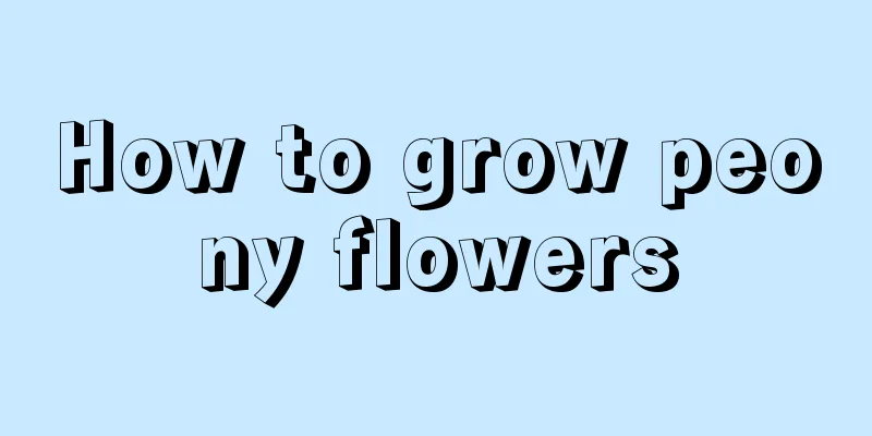 How to grow peony flowers