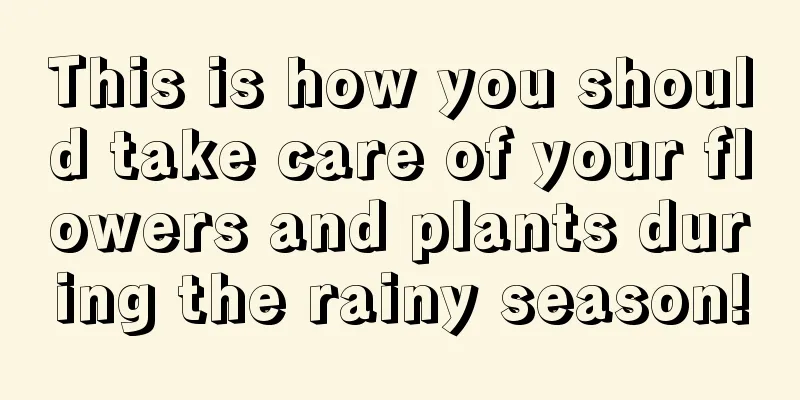 This is how you should take care of your flowers and plants during the rainy season!