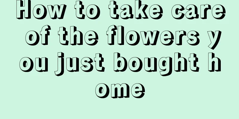 How to take care of the flowers you just bought home