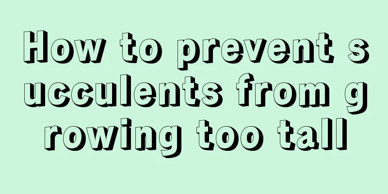 How to prevent succulents from growing too tall