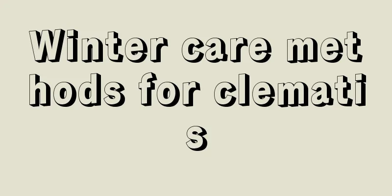 Winter care methods for clematis