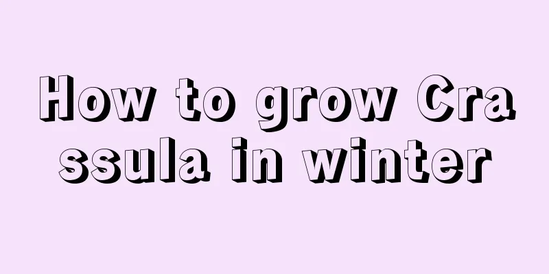 How to grow Crassula in winter