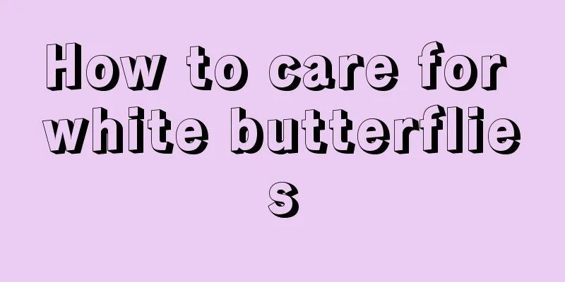 How to care for white butterflies