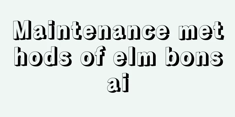 Maintenance methods of elm bonsai