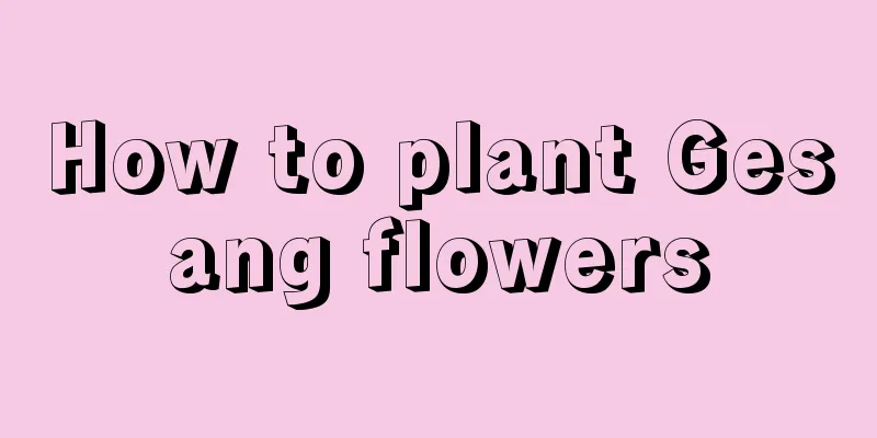 How to plant Gesang flowers