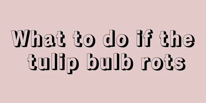 What to do if the tulip bulb rots