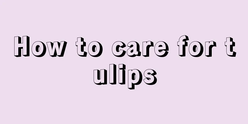 How to care for tulips