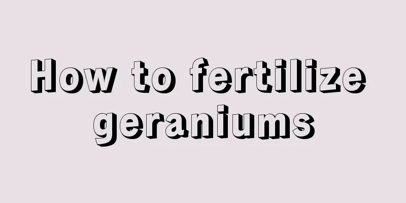 How to fertilize geraniums