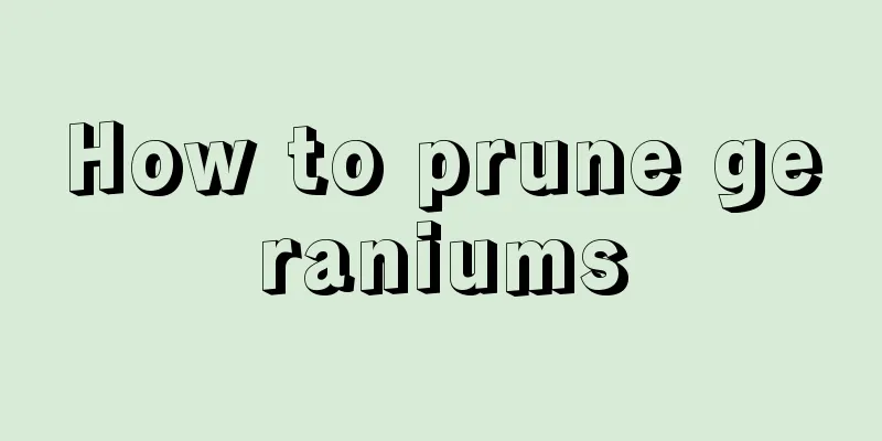 How to prune geraniums