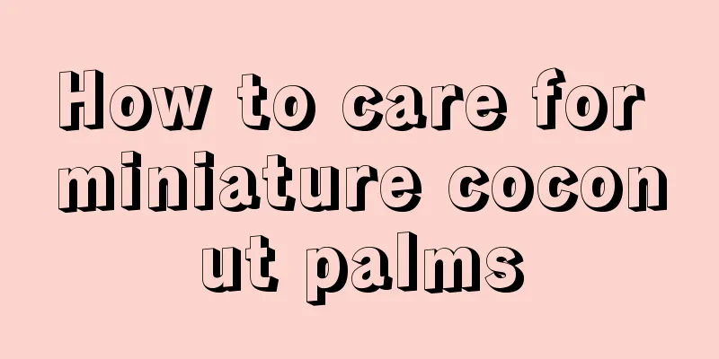 How to care for miniature coconut palms