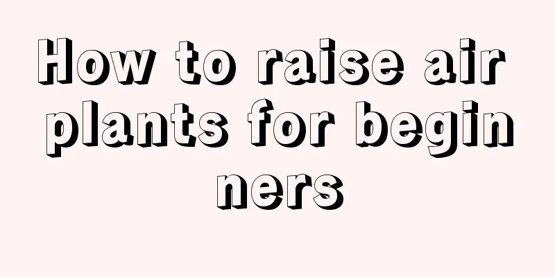 How to raise air plants for beginners