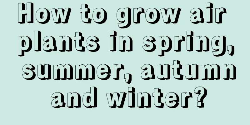 How to grow air plants in spring, summer, autumn and winter?