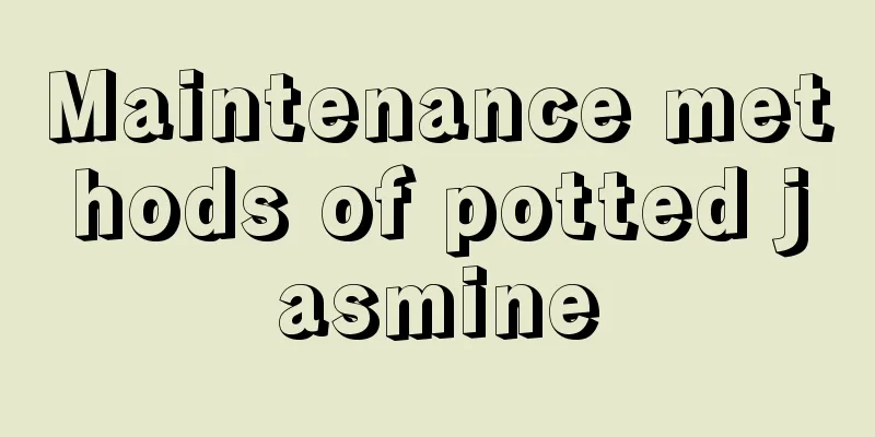 Maintenance methods of potted jasmine