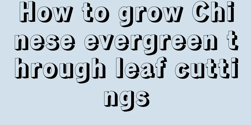 How to grow Chinese evergreen through leaf cuttings