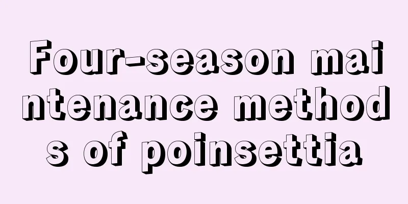 Four-season maintenance methods of poinsettia