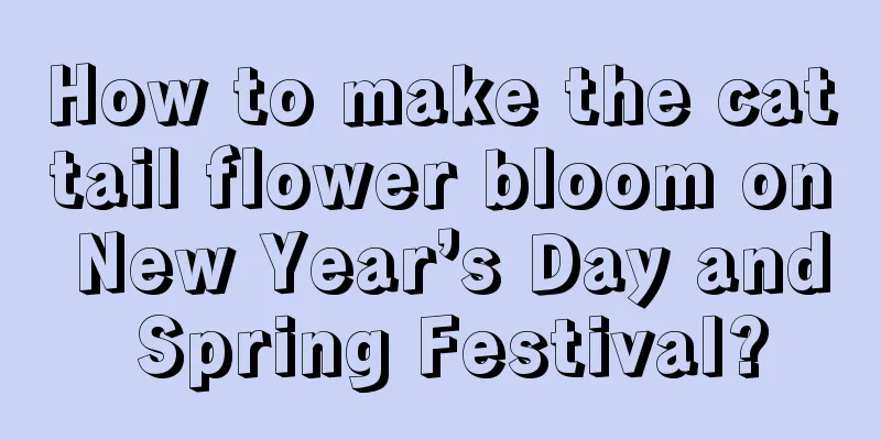 How to make the cattail flower bloom on New Year’s Day and Spring Festival?