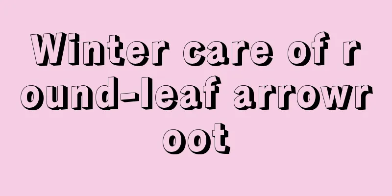 Winter care of round-leaf arrowroot