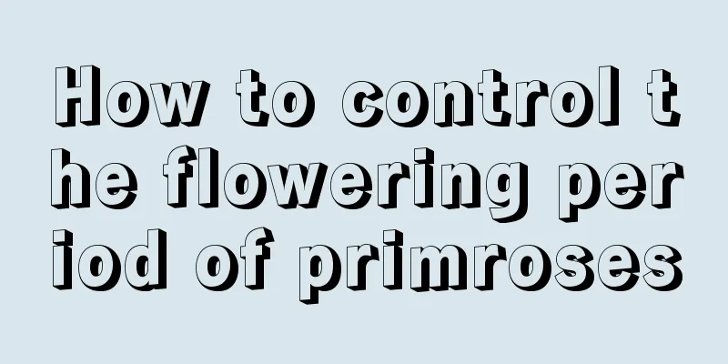 How to control the flowering period of primroses