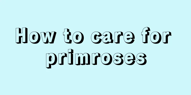 How to care for primroses