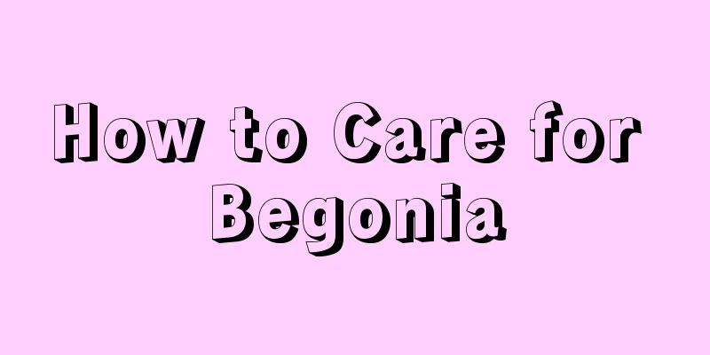 How to Care for Begonia