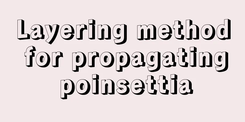 Layering method for propagating poinsettia