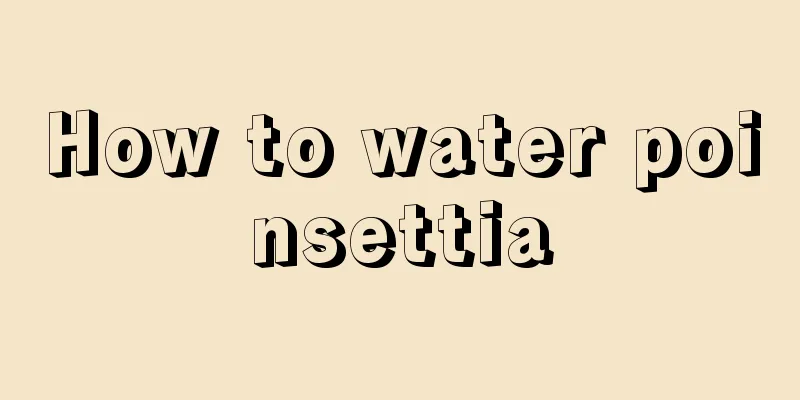 How to water poinsettia