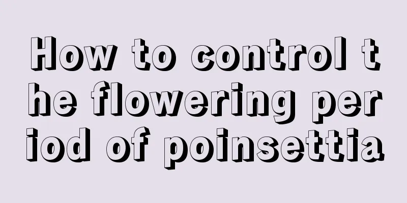 How to control the flowering period of poinsettia