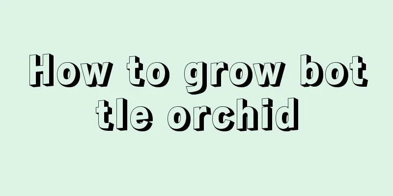 How to grow bottle orchid