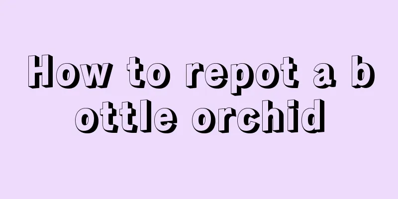 How to repot a bottle orchid