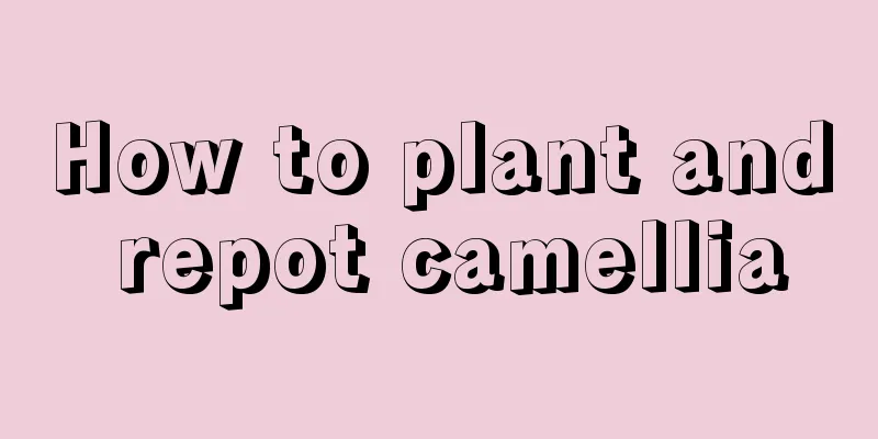 How to plant and repot camellia