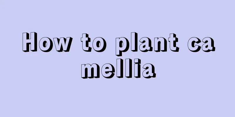 How to plant camellia