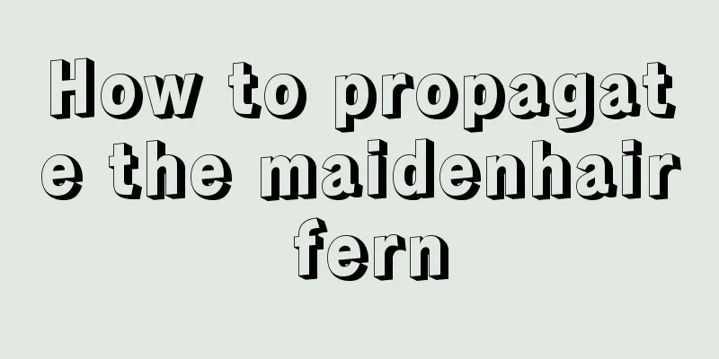 How to propagate the maidenhair fern