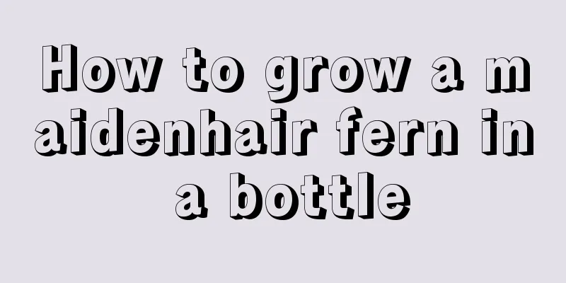 How to grow a maidenhair fern in a bottle