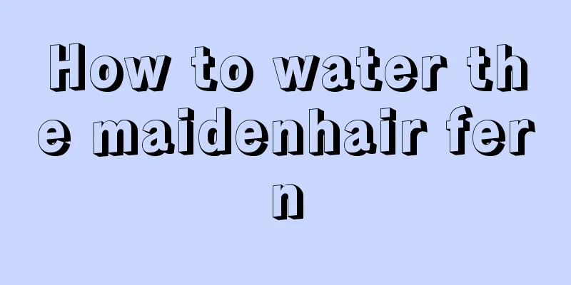 How to water the maidenhair fern