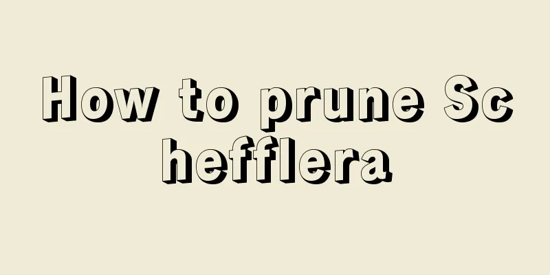 How to prune Schefflera