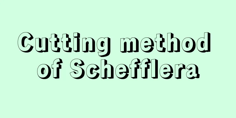 Cutting method of Schefflera