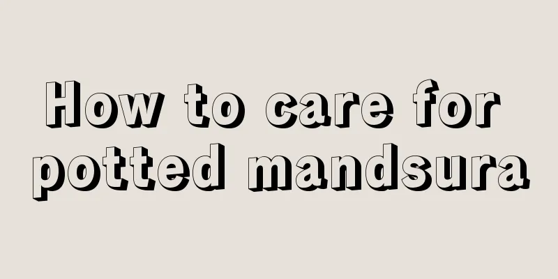 How to care for potted mandsura