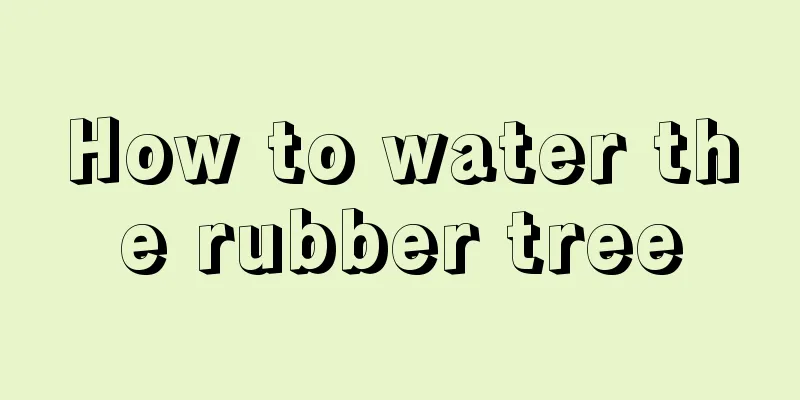 How to water the rubber tree