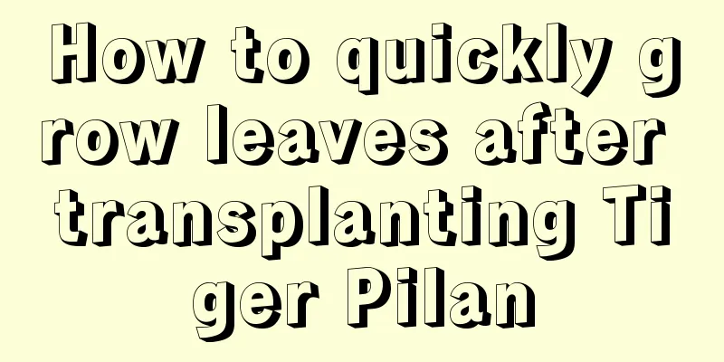 How to quickly grow leaves after transplanting Tiger Pilan