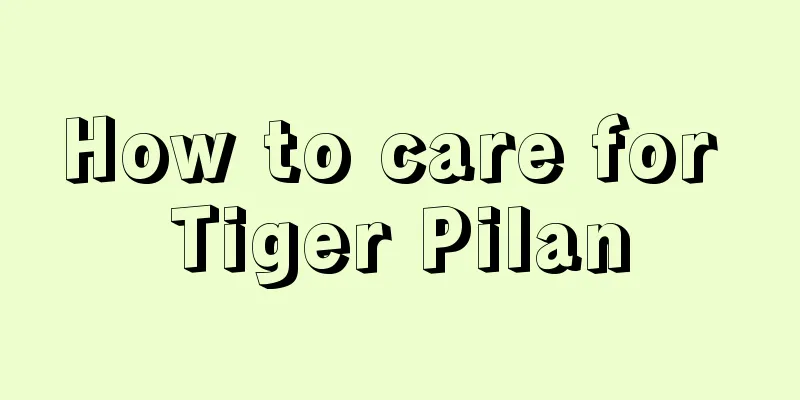 How to care for Tiger Pilan