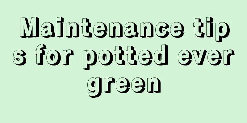 Maintenance tips for potted evergreen