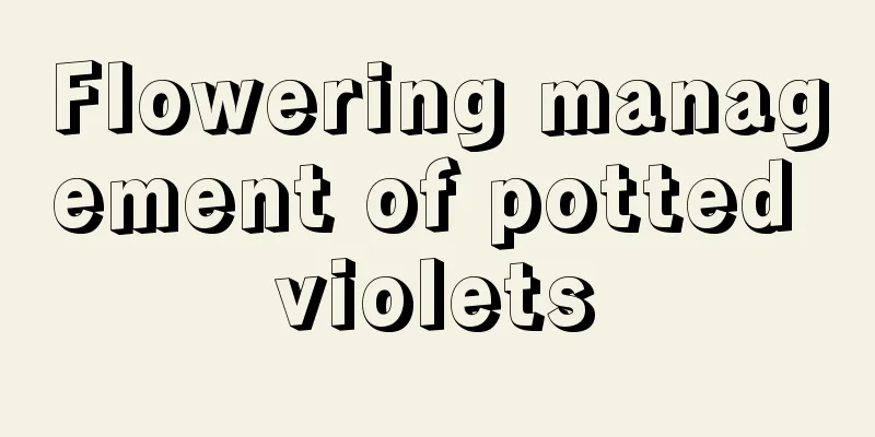 Flowering management of potted violets